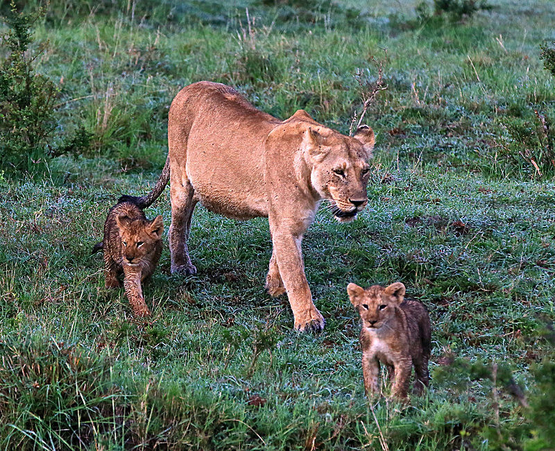  - MASAI MARA, KENYA  OCT 2014