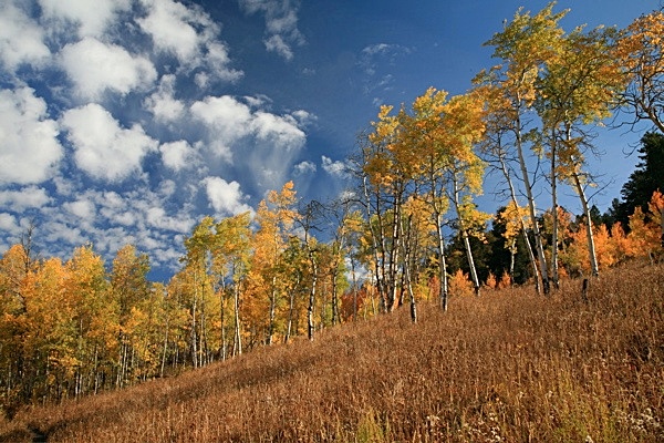 Autumn Grand Teton - WEST COAST OF AMERICA