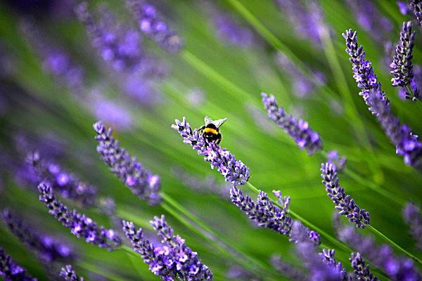 IMG_8749 - Version 3 - LAVENDER FARM  TERRINGTON  YORK
