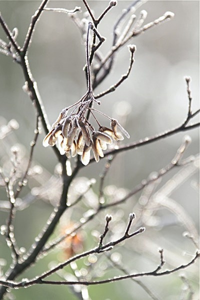 101_4634 WINTER JEWELS  - YORK SNOW 2013