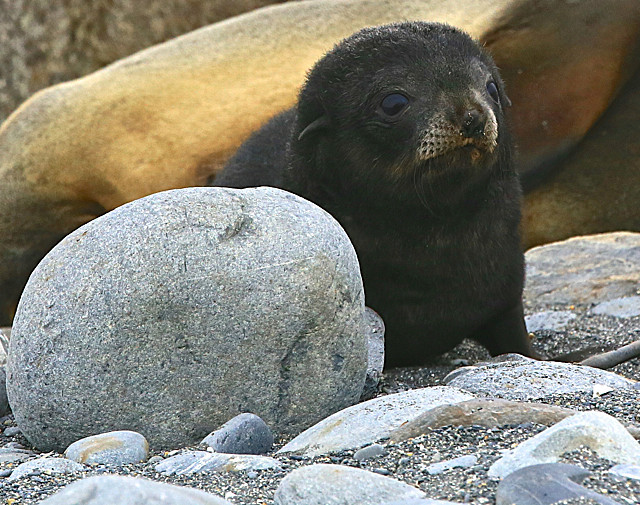  - ANTARCTICA NOV 2014