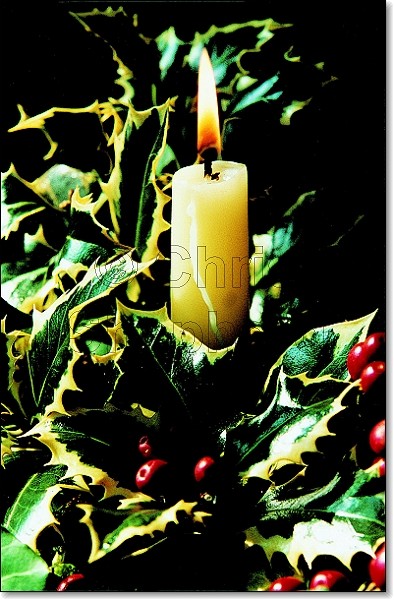5  CANDLE AND HOLLY - CANDLES