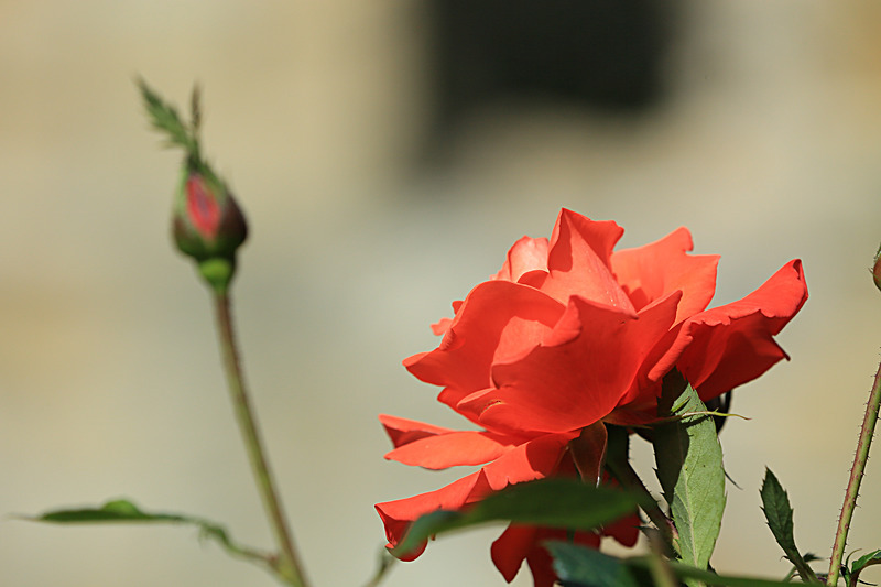 JULY 2014  -4 - FOUR SEASONS MUSEUM GARDENS