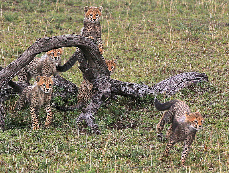  - MASAI MARA, KENYA  OCT 2014