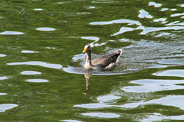 IMG_8979 - DRAGON BOAT RACE 2013 York Rotary Club