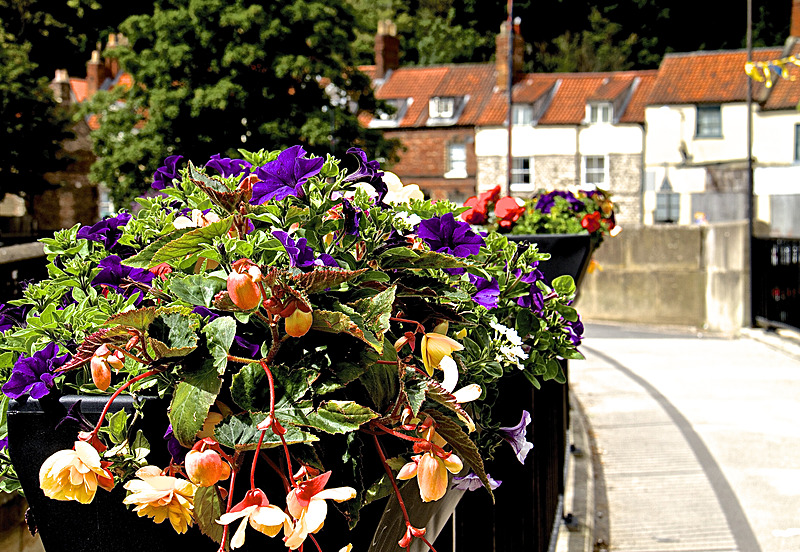 IMG_7593 - MALTON IN BLOOM 2017