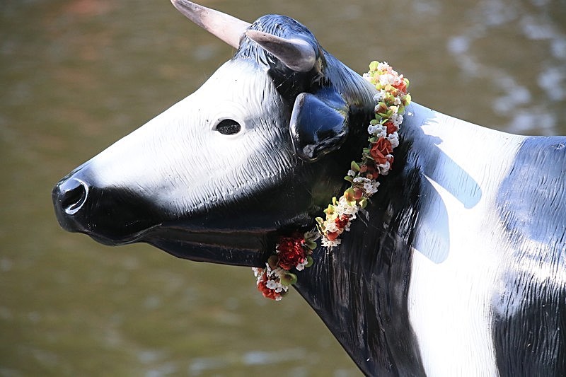 BV6R1361 - DRAGON BOAT RACES 2015 York Rotary Club