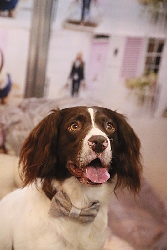 BV6R9102_2 - TEDDY MAXIMUS at Crufts March 2016. https://teddymaximus.com/