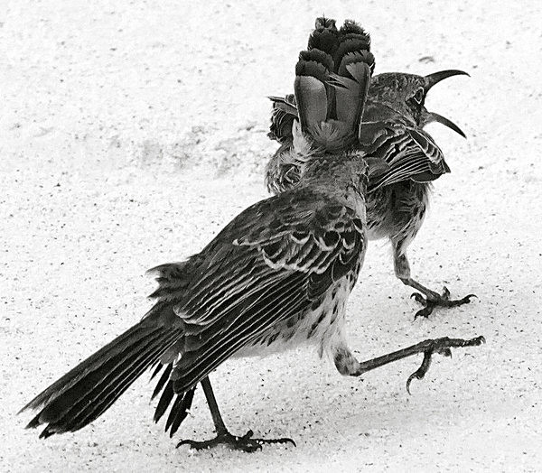 IMG_3768 copy 5 BW - SOUTH AMERICA 2012