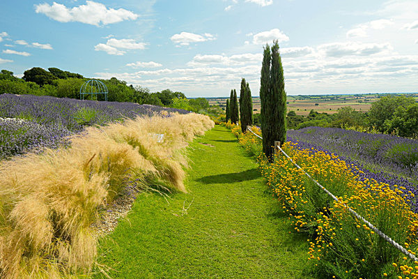 IMGL7947 - Version 2 - LAVENDER FARM  TERRINGTON  YORK