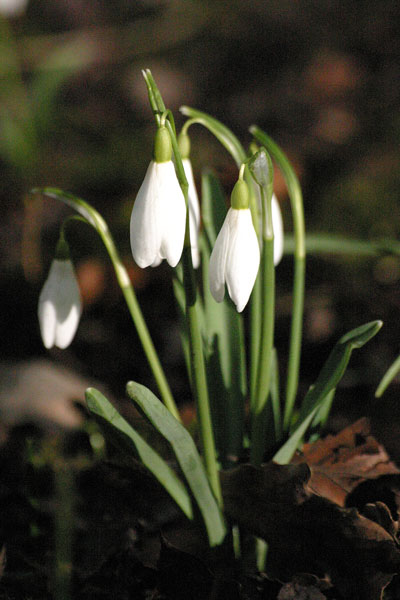 1  Snowdrops 2 - CHRISTMAS
