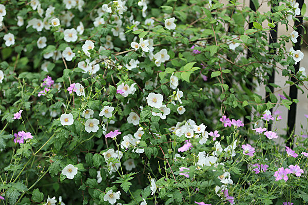 IMGL5596 - MUSEUM GARDENS