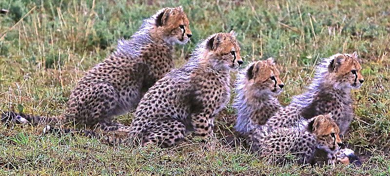  - MASAI MARA, KENYA  OCT 2014