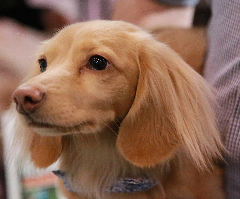 BV6R9334 - Version 2 - TEDDY MAXIMUS at Crufts March 2016. https://teddymaximus.com/