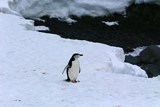  - ANTARCTICA NOV 2014