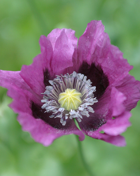 PURPLE POPPY - FLOWERS