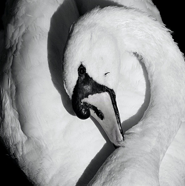 CS202 PREENING SWAN, FAIRBURN INGS, FERRYBRIDGE - BLAKE GALLERY EXHIBITION Fri 20th Feb - Sat 7th March 2009