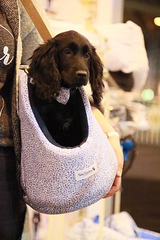 BV6R9652_2 - TEDDY MAXIMUS at Crufts March 2016. https://teddymaximus.com/