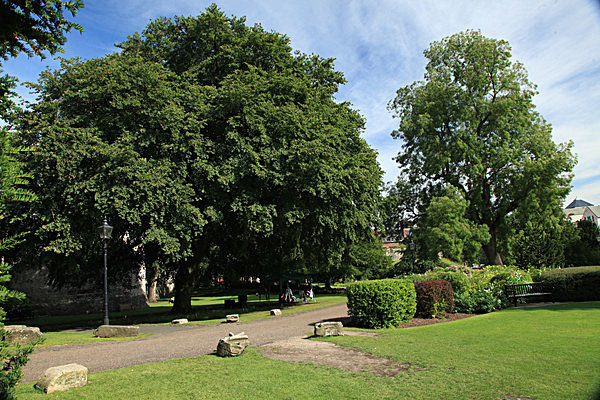 IMG_8254 - MUSEUM GARDENS
