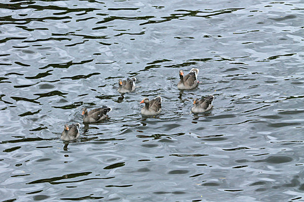 IMGL6720 - DRAGON BOAT RACE 2014 York Rotary Club