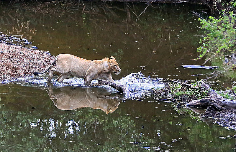  - MASAI MARA, KENYA  OCT 2014