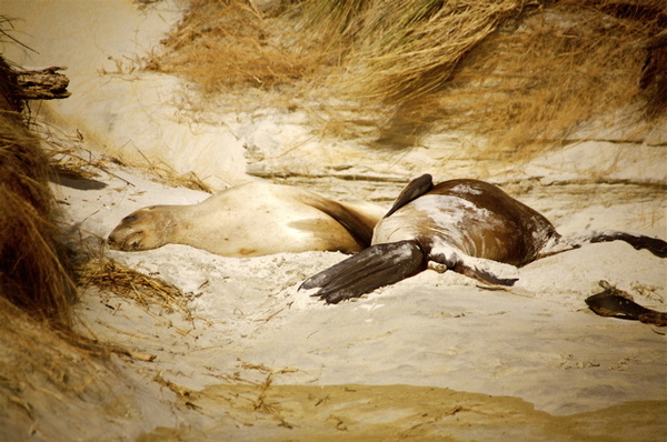 SEA LIONS, SAND FLY BEACH - NEW ZEALAND