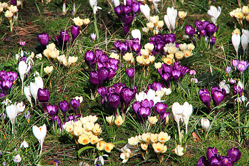 MARCH 2015  -2 - FOUR SEASONS MUSEUM GARDENS