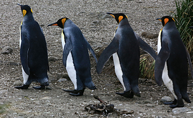  - ANTARCTICA NOV 2014