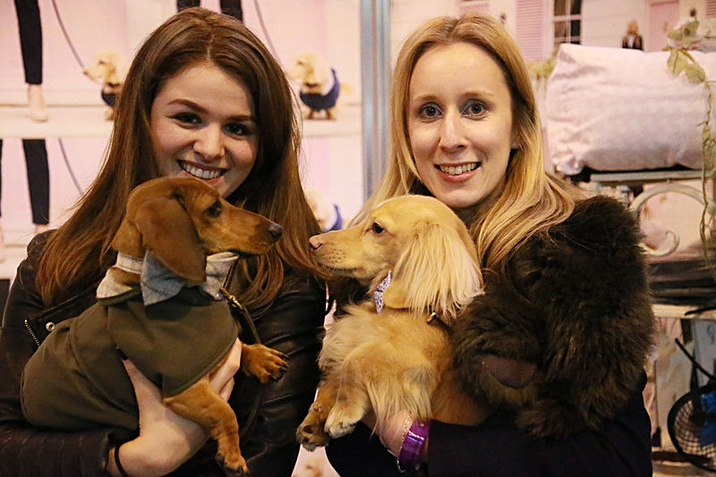 BV6R9542 - TEDDY MAXIMUS at Crufts March 2016. https://teddymaximus.com/