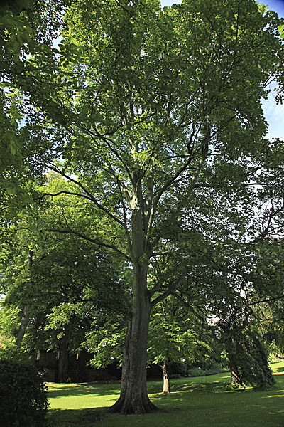 IMG_8211_2 - MUSEUM GARDENS