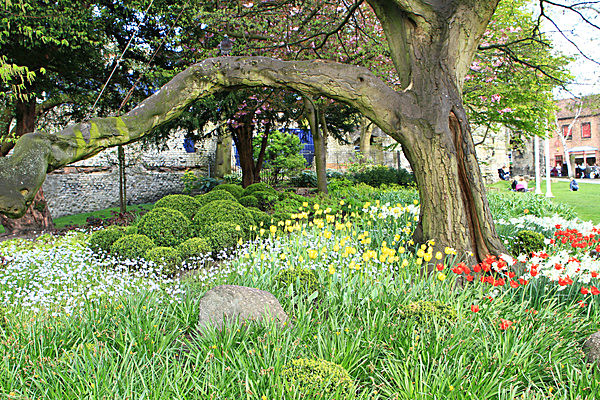 IMG_3320 - MUSEUM GARDENS
