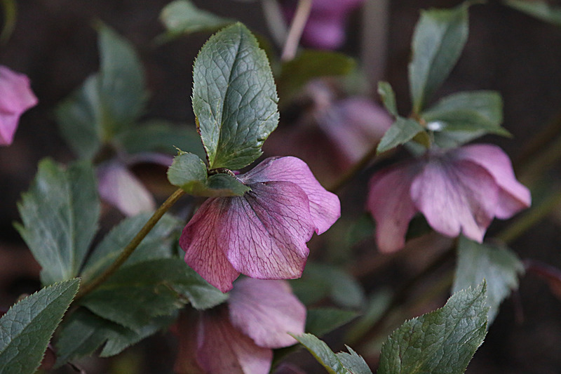 MARCH 2015  -4 - FOUR SEASONS MUSEUM GARDENS