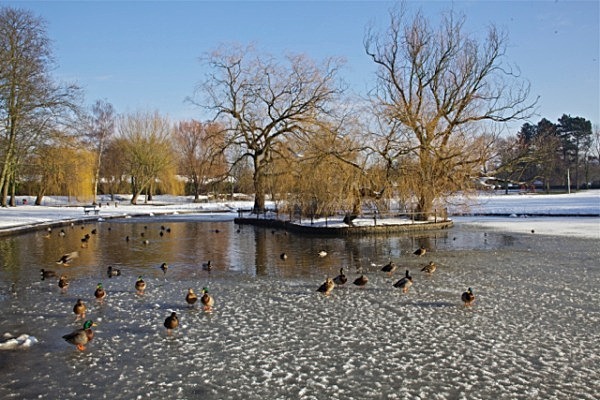 IMG_DUCKS ON THE FROZEN LAKE ROWNTREES PARKYORK - Version 2 - YORK SNOW 2013