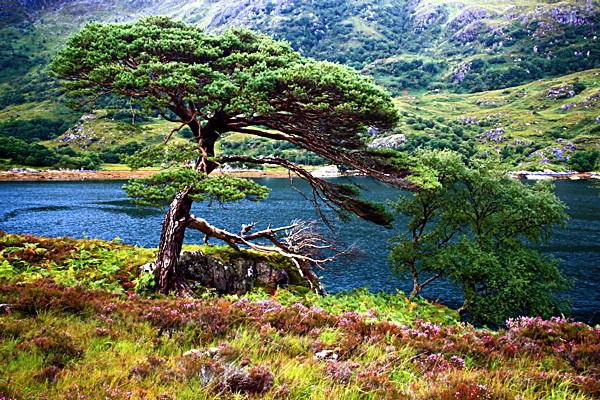 20100827_0228_2 - SCOTLAND 2010