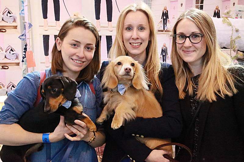 BV6R9234 - TEDDY MAXIMUS at Crufts March 2016. https://teddymaximus.com/