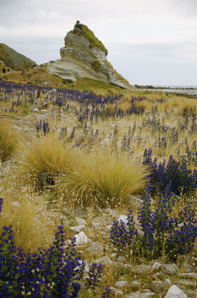 KAIKURA BEACH - NEW ZEALAND