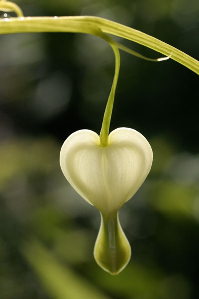 4 Dicentra - FLOWERS