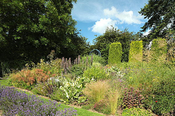IMGL8009 - Version 2 - LAVENDER FARM  TERRINGTON  YORK