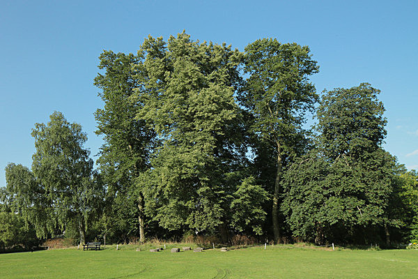 IMGL7616 - MUSEUM GARDENS