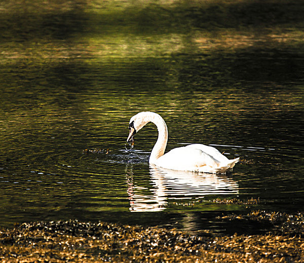 SWAN LOCH ETIVESCOTLAND 2-2 - SCOTLAND  WESTERN ISLES, SEPT 2013