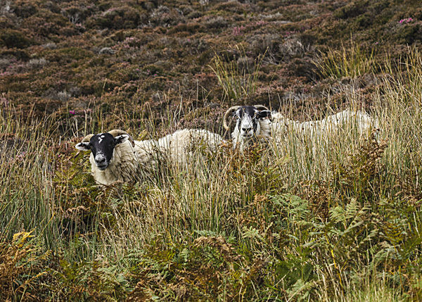 SHEEP MULL OF KINTYRE  SCOTLAND-4800 - SCOTLAND  WESTERN ISLES, SEPT 2013