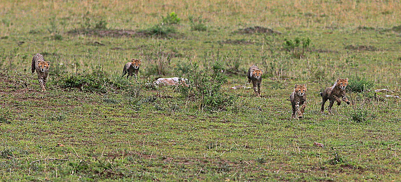  - MASAI MARA, KENYA  OCT 2014