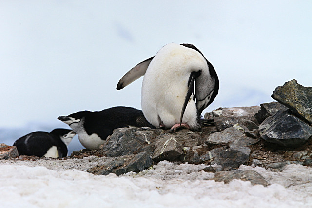  - ANTARCTICA NOV 2014