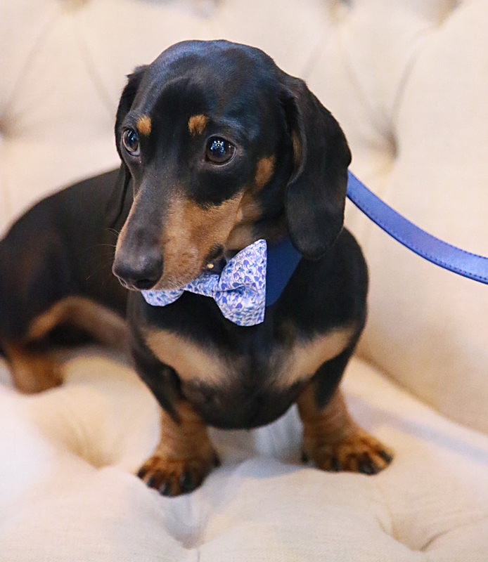 BV6R9277_2 - TEDDY MAXIMUS at Crufts March 2016. https://teddymaximus.com/