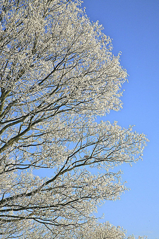 IMG_2086_2 ROBIN ON FROSTED BRANCHES KNAVESMIRE YORK copy - Version 3 - PORTFOLIO 2015