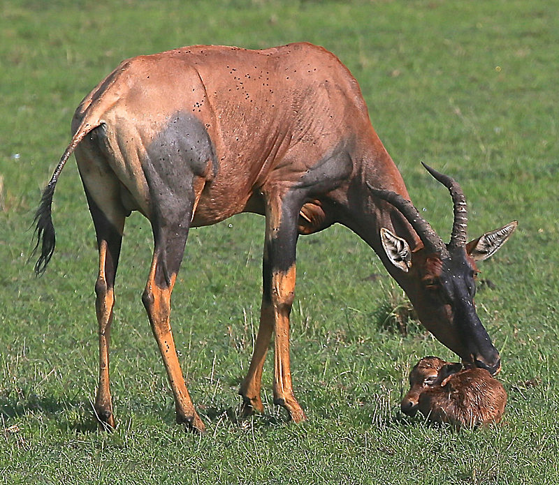  - MASAI MARA, KENYA  OCT 2014