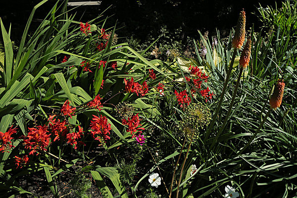 IMGL7803 - MUSEUM GARDENS