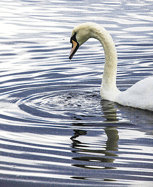 SWAN 5 LOCH ETIVE   SCOTLAND- - SCOTLAND  WESTERN ISLES, SEPT 2013
