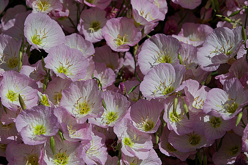 JUNE 2015-42 - FOUR SEASONS MUSEUM GARDENS
