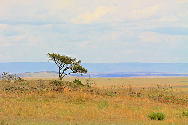  - MASAI MARA, KENYA  OCT 2014